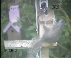 GB3WB Squirrel In Action