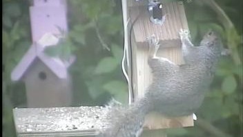 GB3WB Squirrel In Action