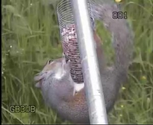 GB3WE Squirrel Still Trying!
