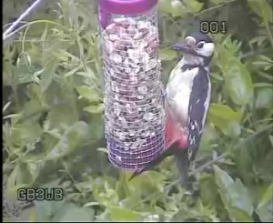 GB3WE Woodpecker