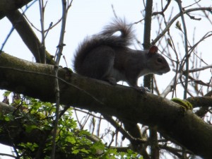 GB3WE Squirrel